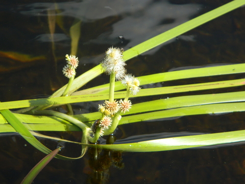 Image of Sparganium fluctuans by (c) Louis Imbeau, some rights reserved (CC BY)