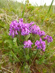 Oxytropis erecta