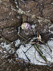 Nerita versicolor