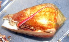 Conus ermineus