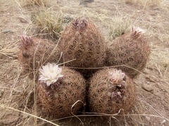 Echinomastus intertextus