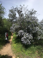 Ceanothus spinosus