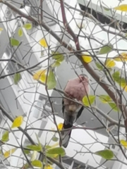 Streptopelia chinensis