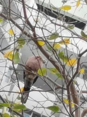 Streptopelia chinensis