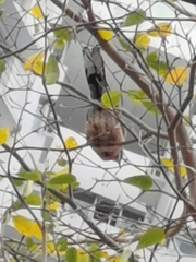 Streptopelia chinensis