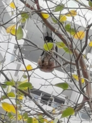 Streptopelia chinensis