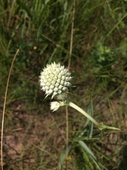 Eryngium yuccifolium