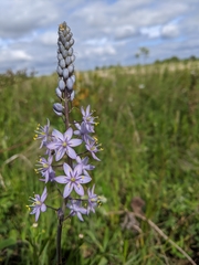 Camassia angusta