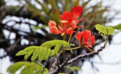 Delonix regia