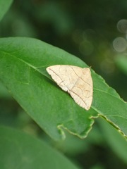 Herminia grisealis