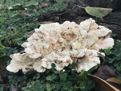 Laetiporus cincinnatus image
