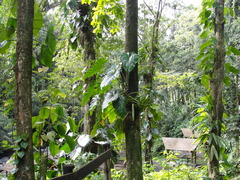 Philodendron lingulatum