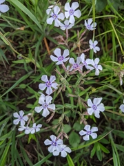 Phlox pilosa pilosa