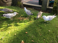 Larus argentatus