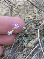 Astragalus emoryanus