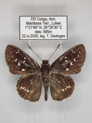 Hypoleucis ophiusa ophir