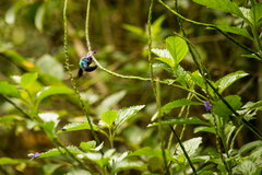 Xylocopa caerulea