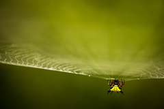 Actinacantha globulata