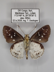 Hypoleucis ophiusa ophir