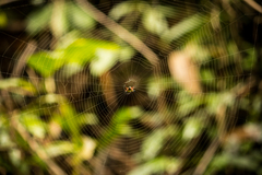 Actinacantha globulata