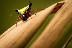 Actinacantha globulata