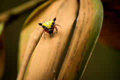 Actinacantha globulata