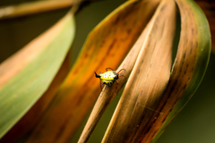 Actinacantha globulata
