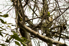 Phaenicophaeus tristis