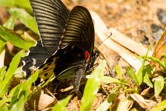 Papilio forbesi