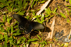 Papilio forbesi