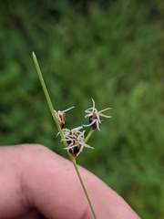 Fimbristylis puberula