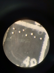 Buccella pustulosa