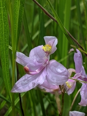 Calopogon oklahomensis