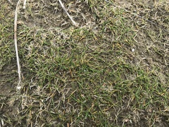 Zoysia minima
