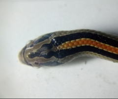 Oligodon octolineatus