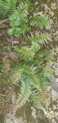 Polystichum oculatum