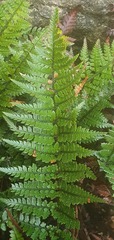 Polystichum oculatum