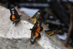 Acraea penelope
