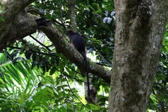 Piliocolobus tephrosceles