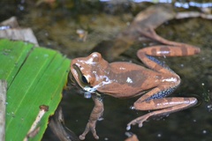 Smilisca cyanosticta