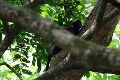 Piliocolobus tephrosceles