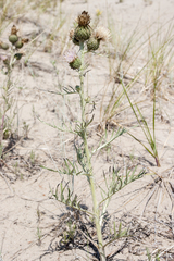 Cirsium pitcheri