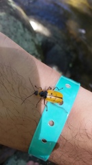 Chauliognathus missionum