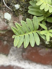 Pleopeltis michauxiana