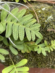 Pleopeltis michauxiana