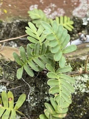 Pleopeltis michauxiana