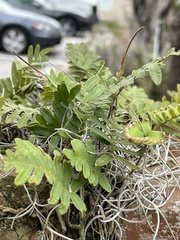 Pleopeltis michauxiana