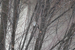 Setophaga coronata