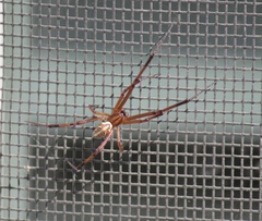 Latrodectus hesperus
