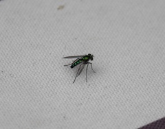 Condylostylus longicornis